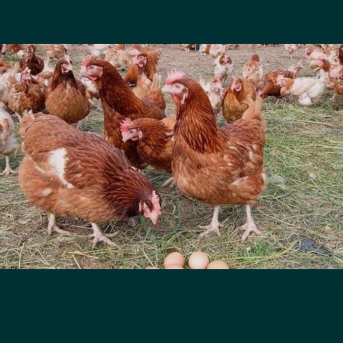 Куры Несушка Тауык