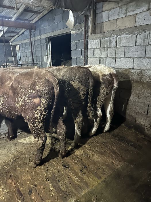 Семіз сиырлар сатылады