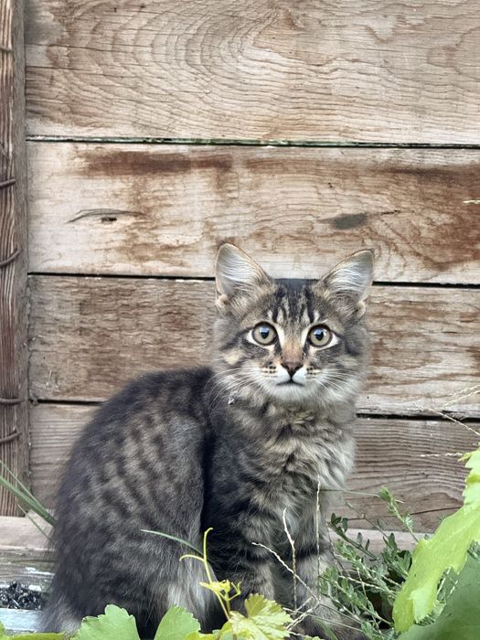 Отдам котят в добрые руки!