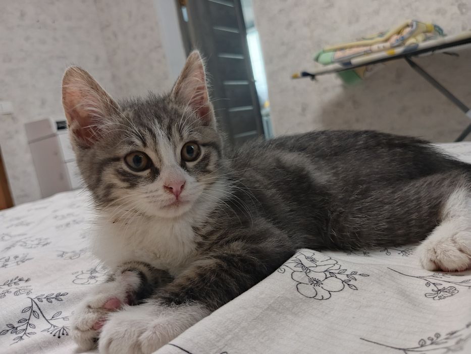 Отдам котенка в добрые руки