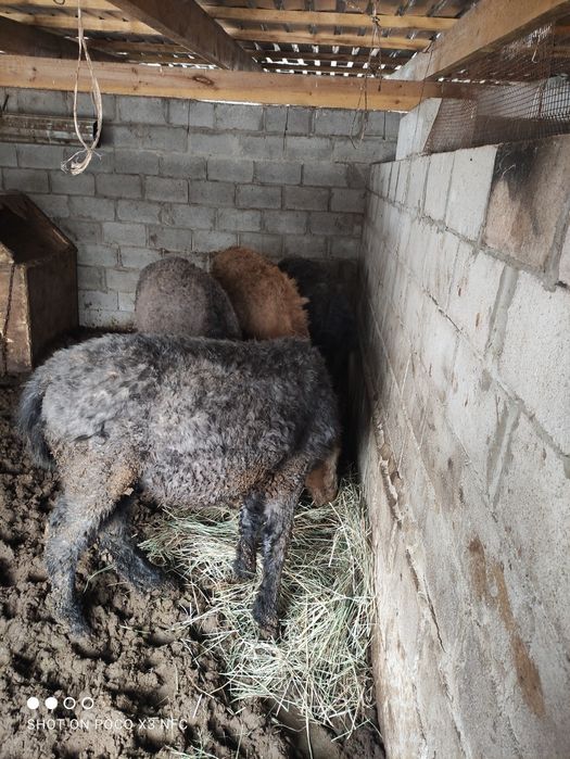 Продам лошадей 4 головы