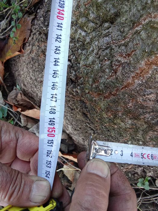 продавам дърво пауловния