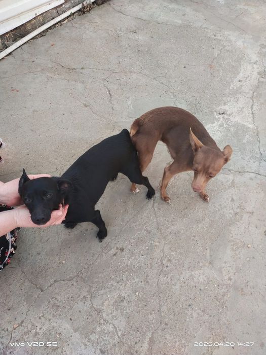 Предлагаем вязку русский той терьер