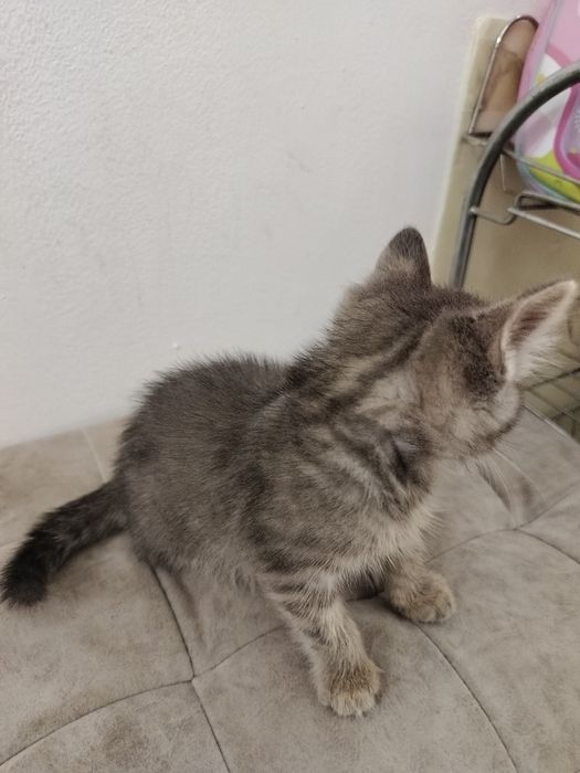 Отдам котенка девочка