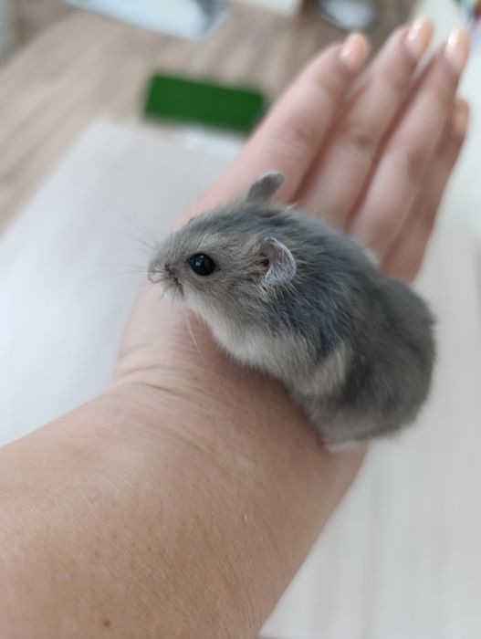 Джунгарские хомячки