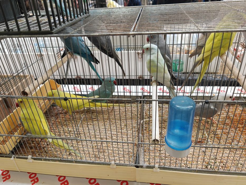 Papagali Micul Alexander