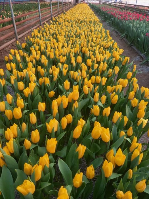 Предзаказ тюльпанов