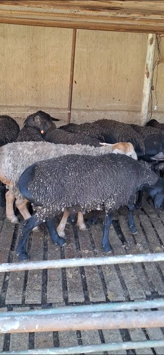 Тоза хисори кучкорлар