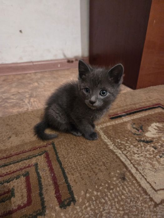 Бесплатно в хорошие руки