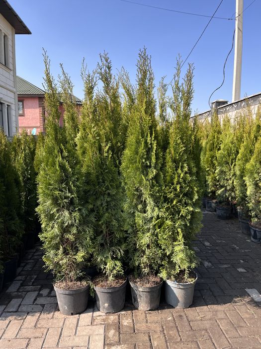 Туя смарагд