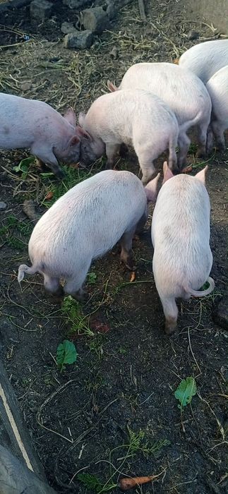 Продам поросят двухмесячные