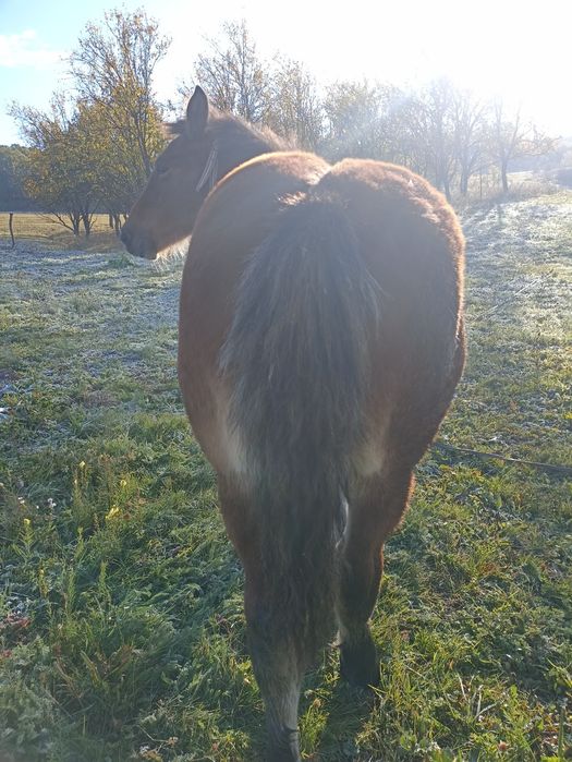 Vînd mînz de cinci luni.