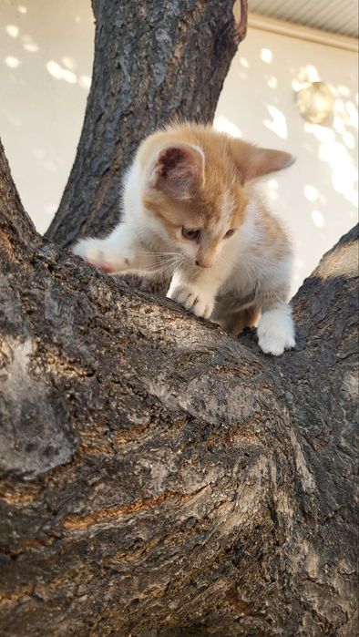 Мушук болачалари 2 ойлик