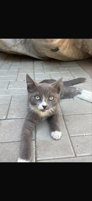 Котенки бесплатно