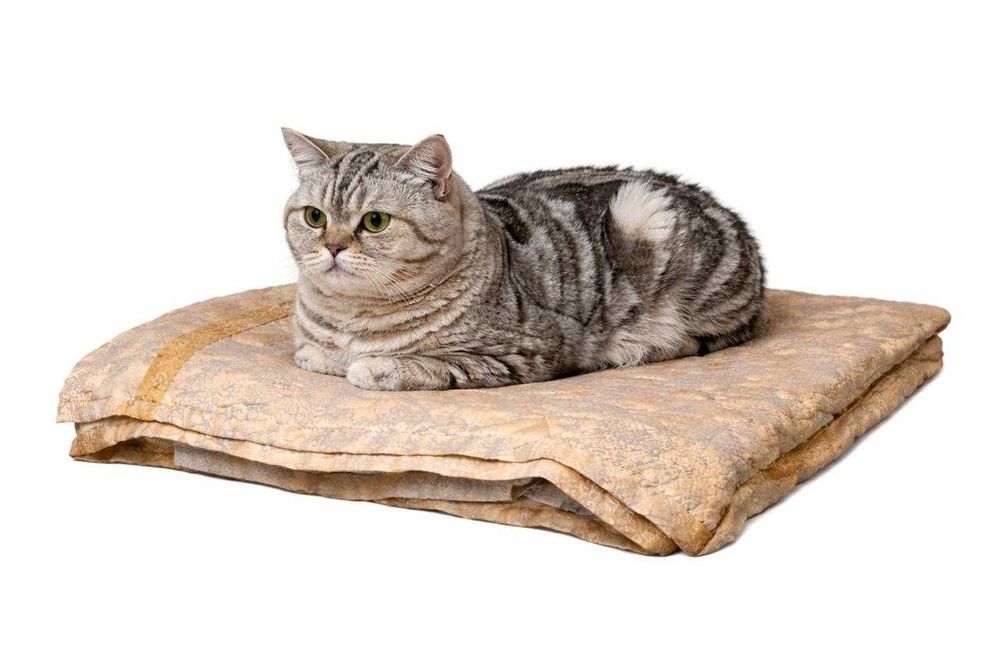 Нежная кошечка ищет дом