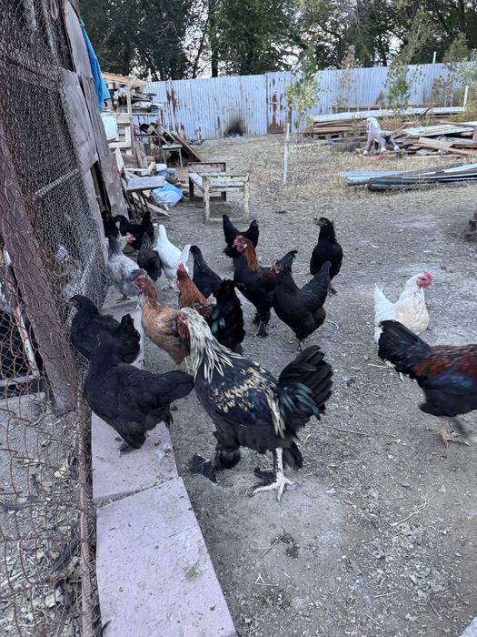 Продам молодых петушков