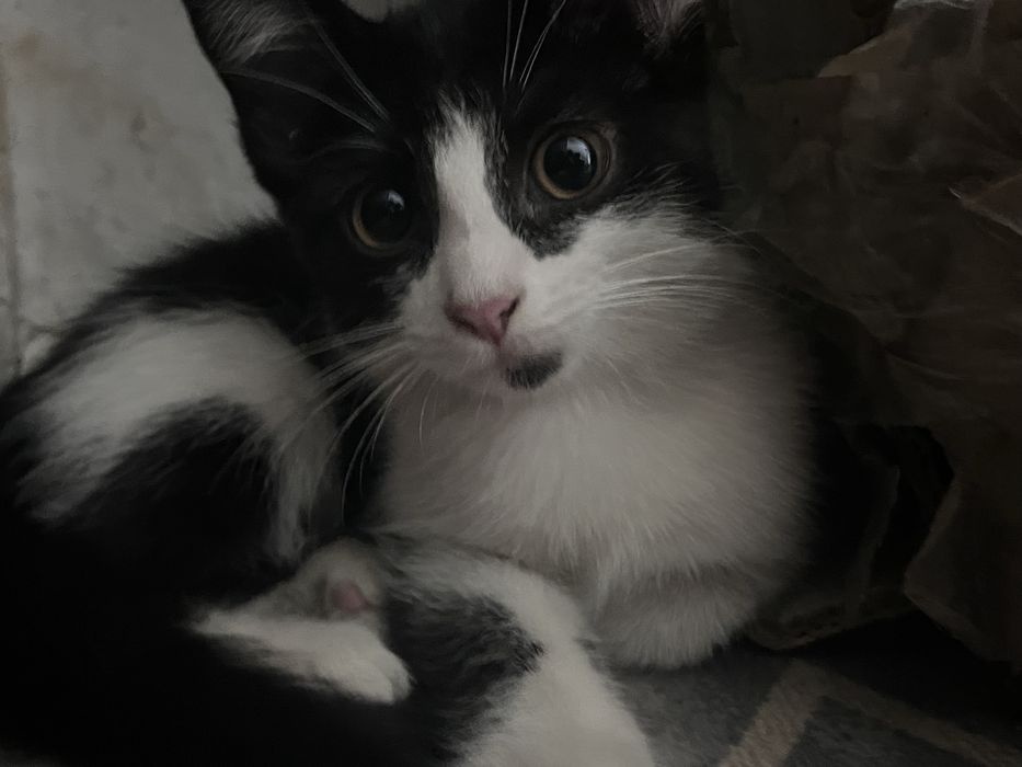 Отдам котят в добрык руки