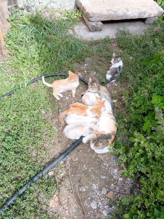 Котята в добрые руки