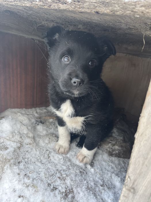 Отдам щенка бесплатно самовывоз