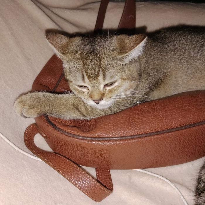 Котята  Шотланские мальчики и девочки