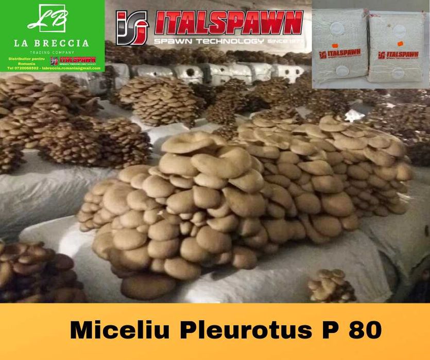 Miceliul de calitate superioară pt. Pleurotus de la Italspawn!