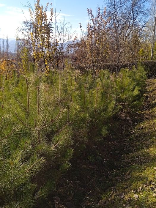 Manzarali daraxtlar archalar