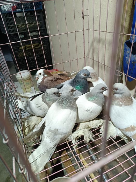 Голуби домашние разные