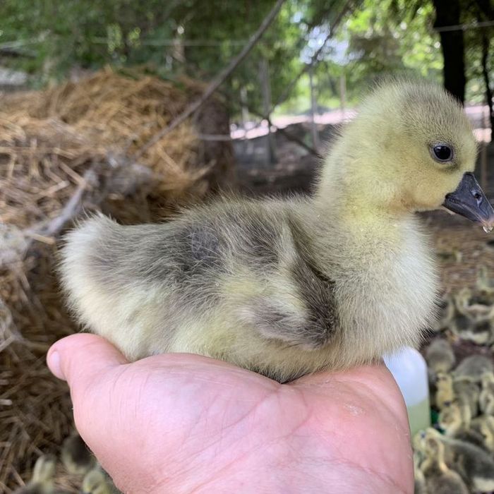 Гусята серая крупная