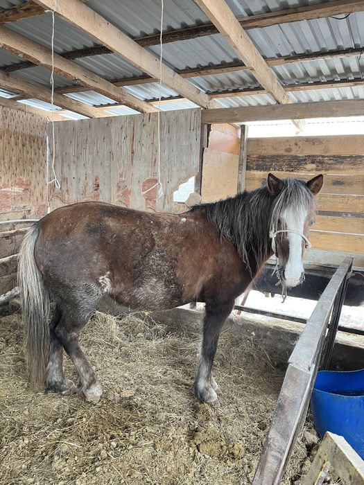 бие сатылады күйі жаксы