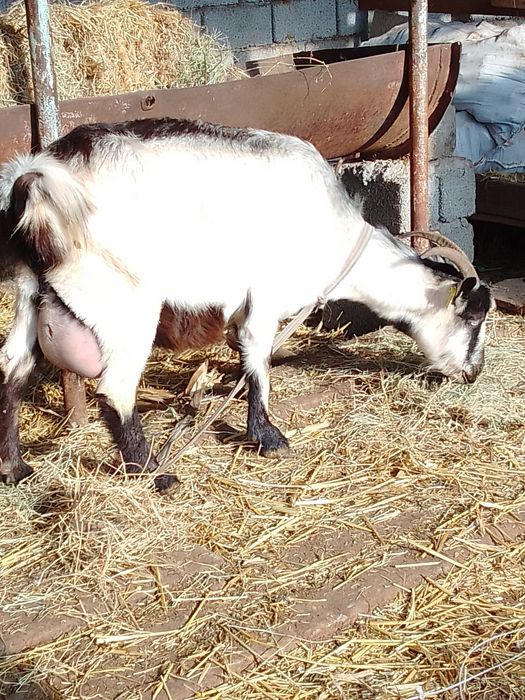 Ассалому алайкум, эчки ечки сотилади