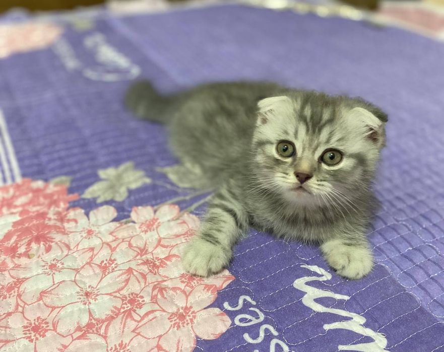 Йцукенгшщзхфывапролд