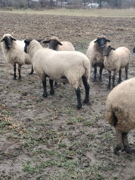 De vânzare berbec suffolk