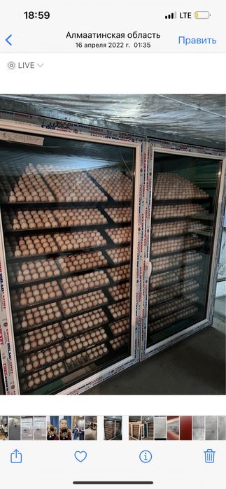 Яйцо инкубационный