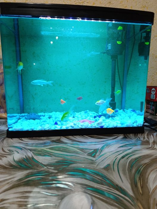 Baliqlar zavodskoy akvarium bilan sotiladi