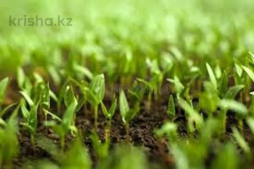 Участок 233га, Карагандинская область