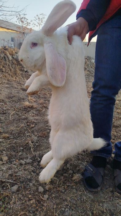 Zotdor quyonlar sotiladi