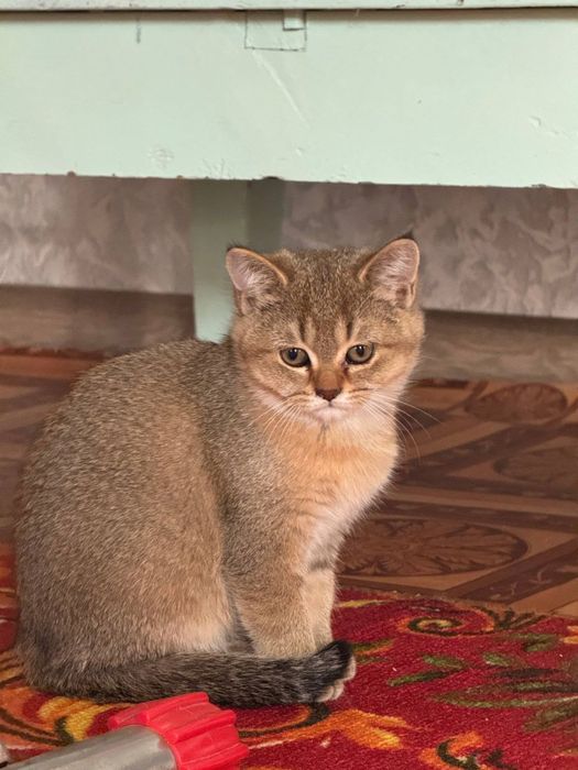 светло золотая шиншилла