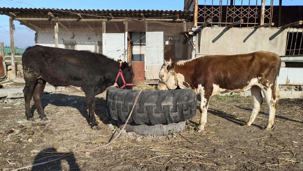 Бычки годовалые.