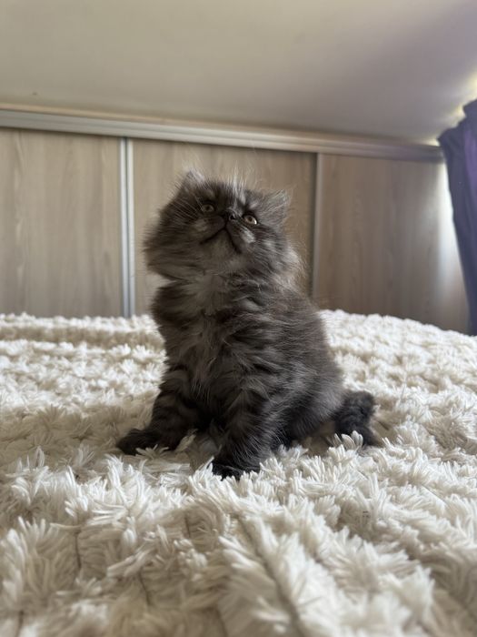 British longhair