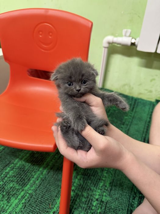 Катята скоттиш фолд и страйт