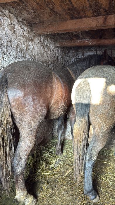 Vand doi manji surei de un an si 6 luni manz si manza