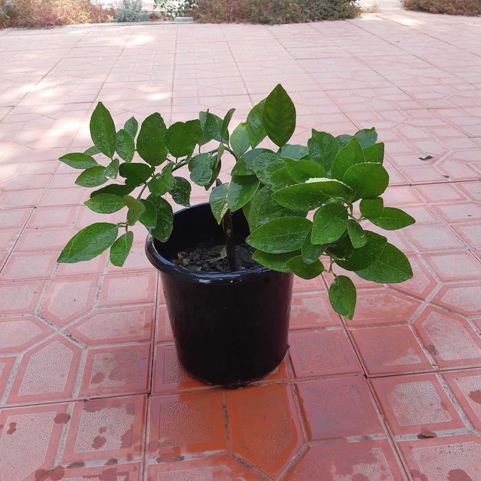 Кровавый Апельсин кучатлари сотилади