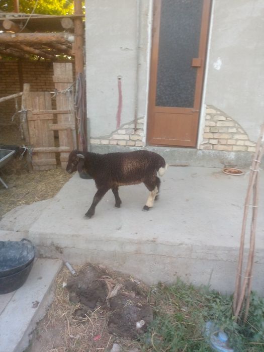 Semiz Shir boz q6chqorbarra