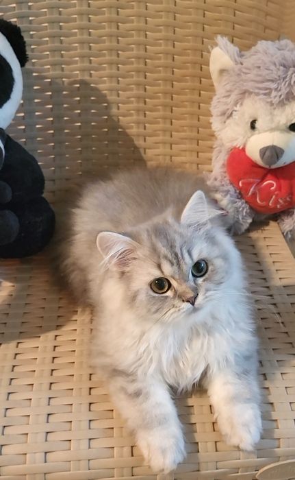 British longhair