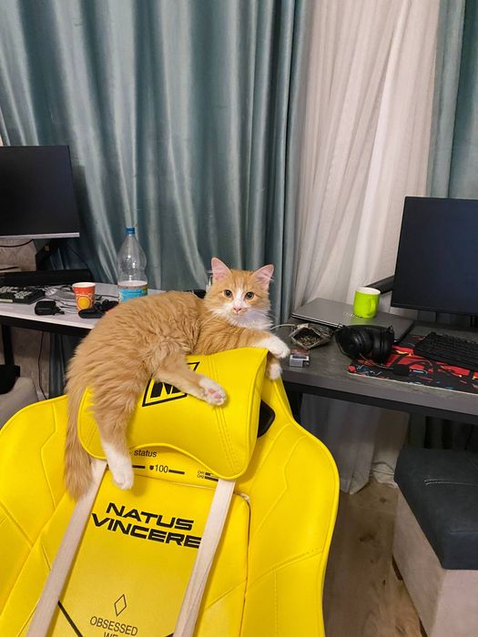 Турецкая Ангора Нажим