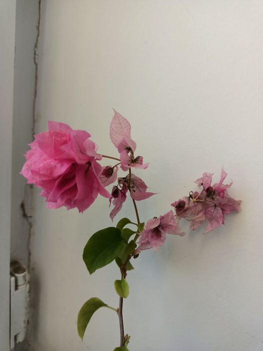 Комнатные цветы продается