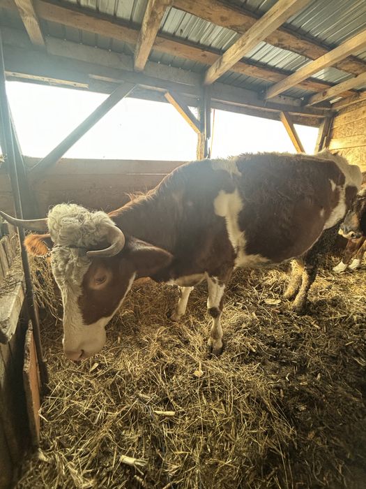 De vanzare vaca la primul vitel