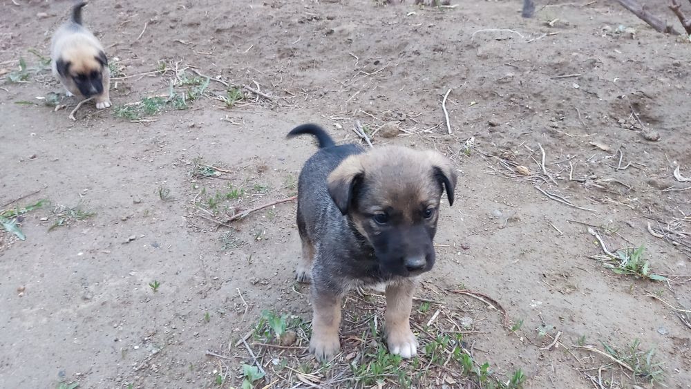 Отдам в добрые руки