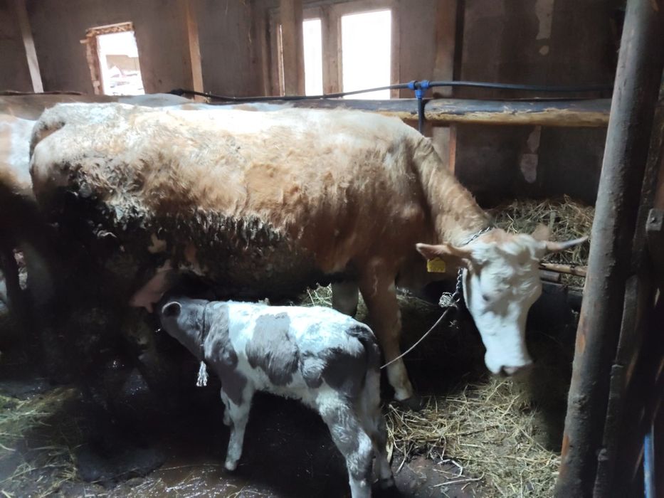 Vind animale taur și junincă