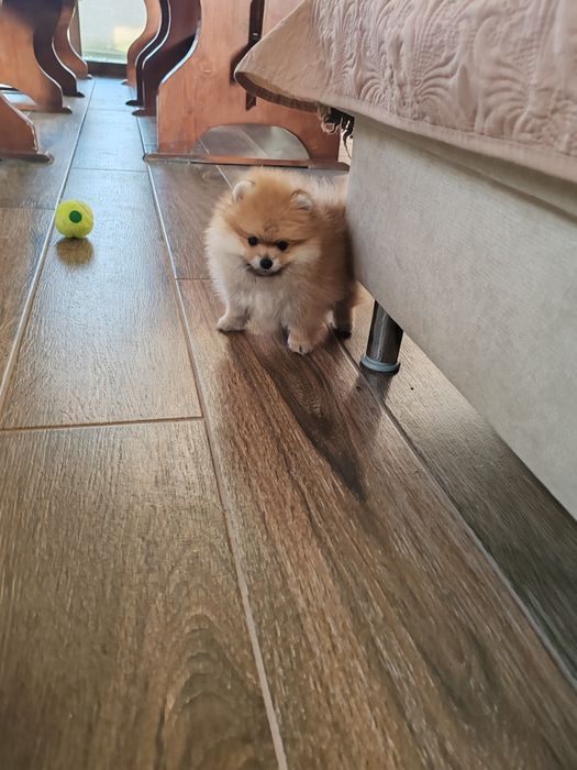 Померан мини мъжко и женско